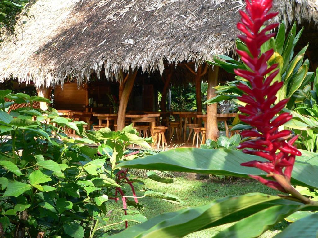 Hotel Blue Conga à Puerto Viejo de Talamanca Extérieur photo